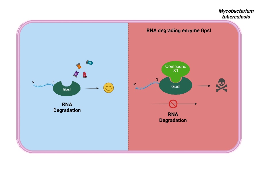 Figure 1: X1 targets the previously underexplored and essential GpsI enzyme